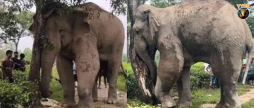 Injured Elephant in Assam's Sonitpur Sparks Urgent Pleas for Rescue