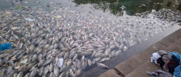 Thousands of Fish Die at Mumbai’s Banganga Tank: What Went Wrong?
