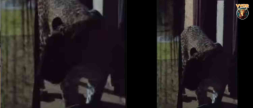 Leopard Enters House in Chhattisgarh's Mahasamund, Injures 6 Before Being Locked in Room