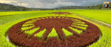 Wayanad Farmers Create Breathtaking 'Paddy Art' Using Colored Rice Plants