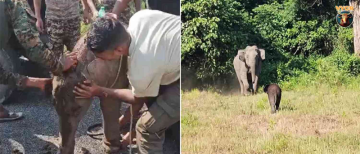 Heartwarming Elephant Reunion: Forest Department Rescues Calf in Kurseong, West Bengal