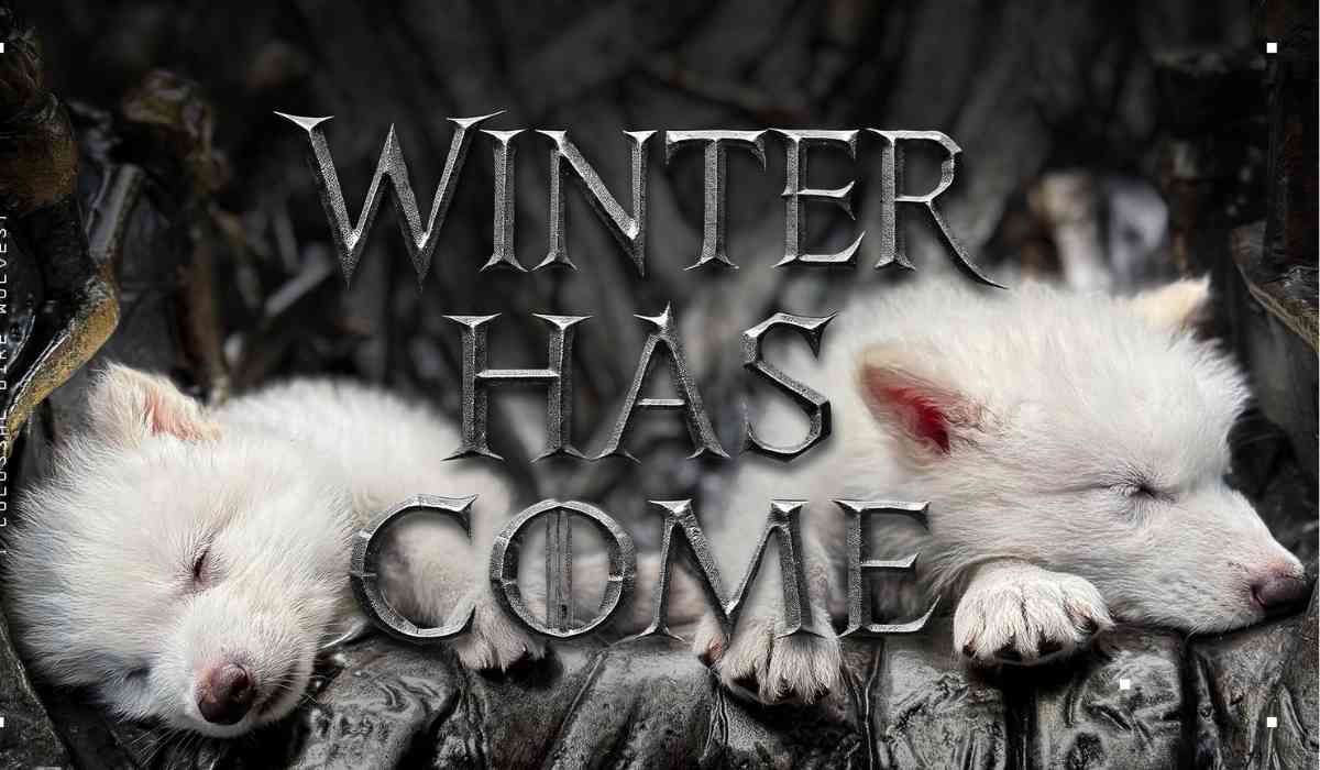 Blog Banner