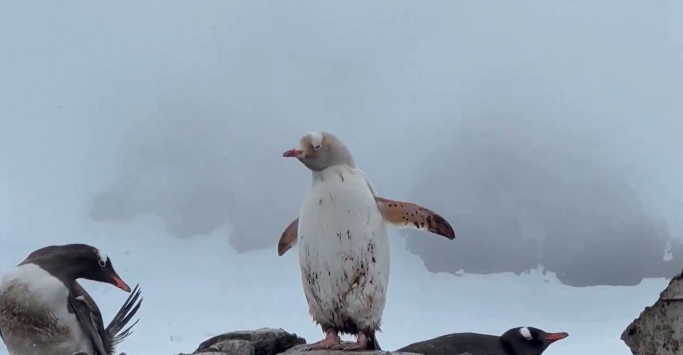 white penguin in antarctica