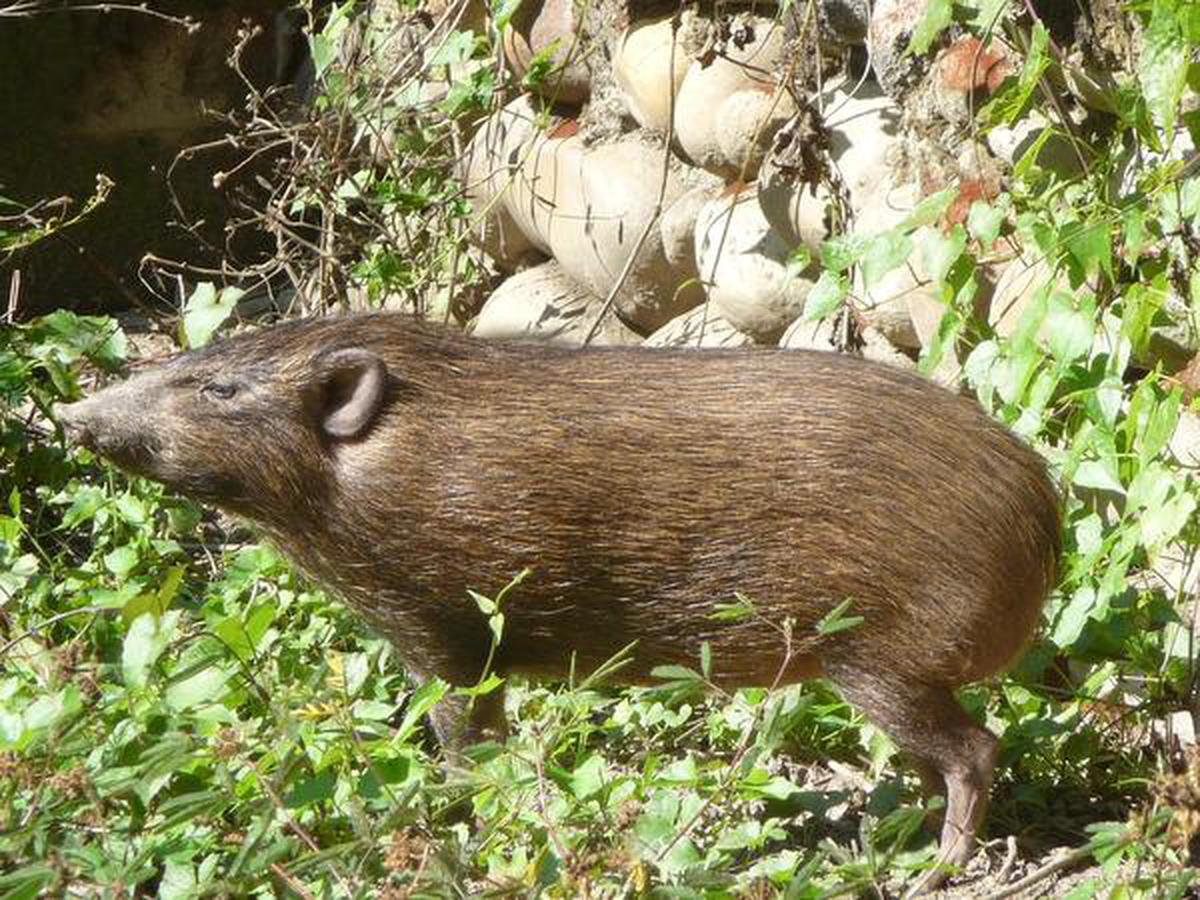 Photo: Pygmy Hogs