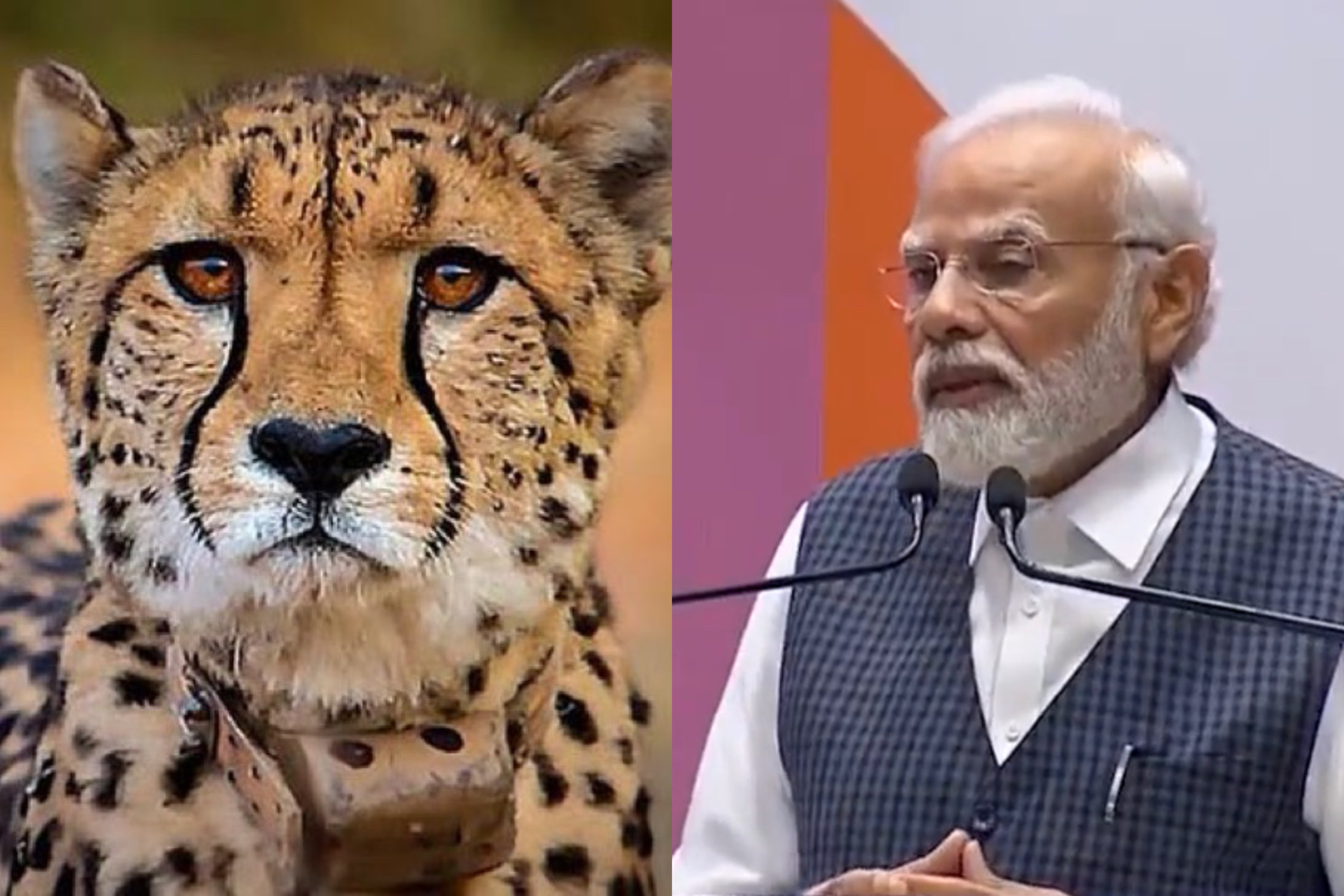 Photo PM Modi to hold meeting today as three more Cheetahs found infested with maggots 