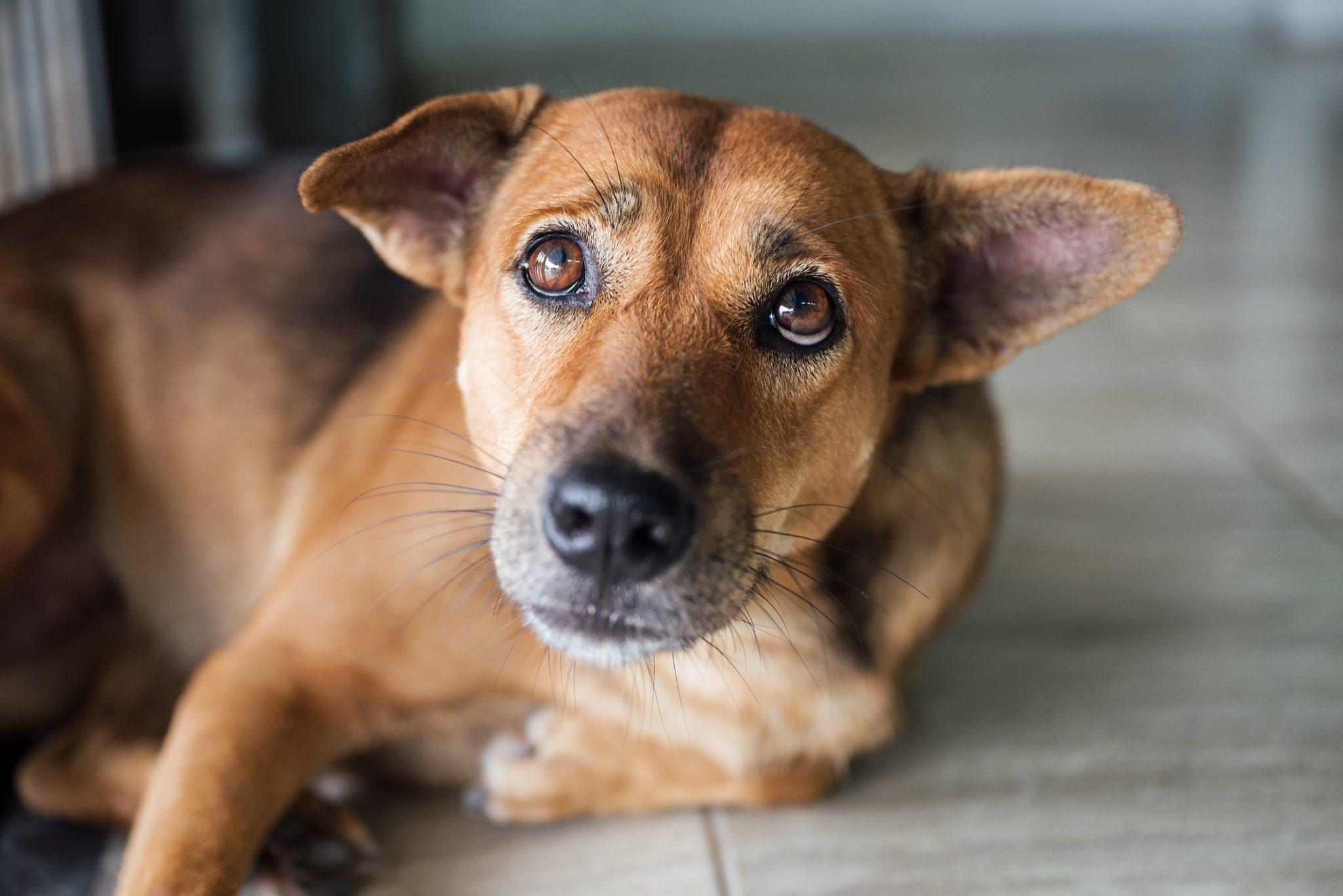 Unhappy Dog