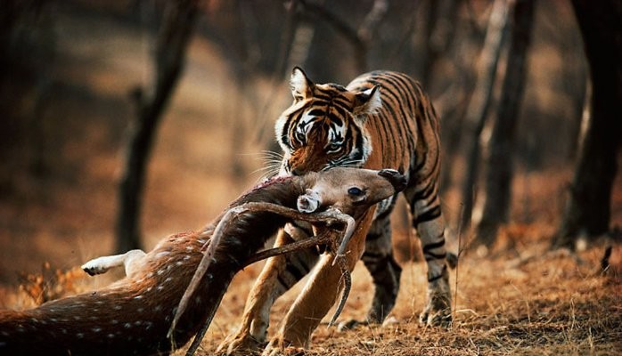 Death of tigers can set off trophic cascades