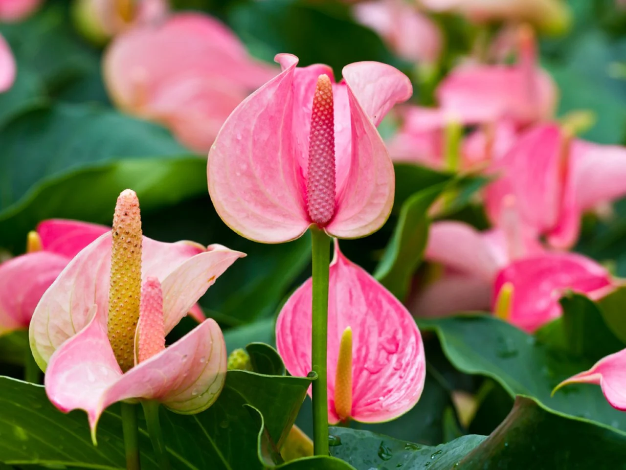 Anthurium