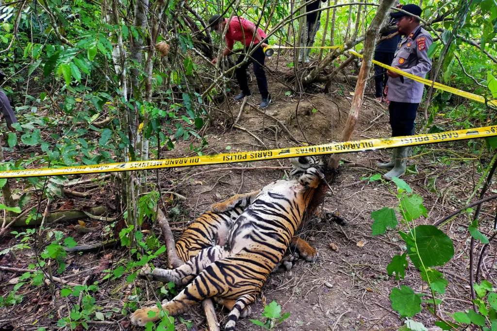 tiger killed by human