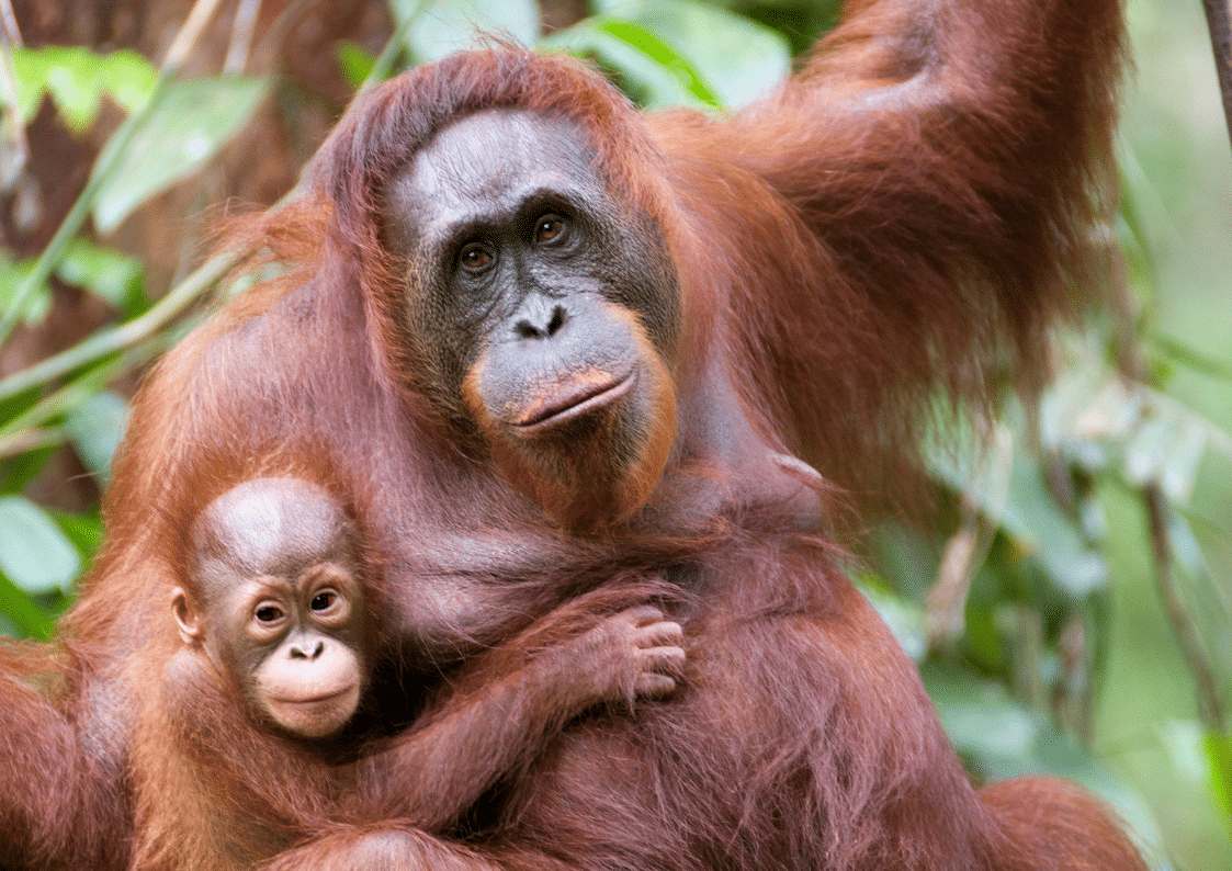 orangutan diplomacy