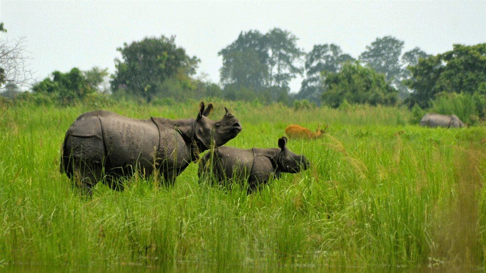 Assam Wildlife Sanctuary welcomes Rhinos after 40 years