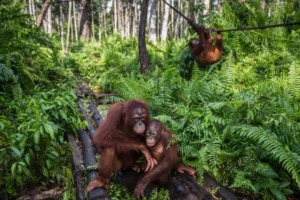 orangutan diplomacy