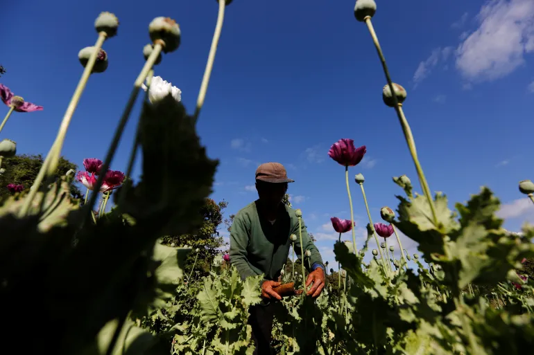 Myanmar Surpasses Afghanistan as World’s Top Opium Producer