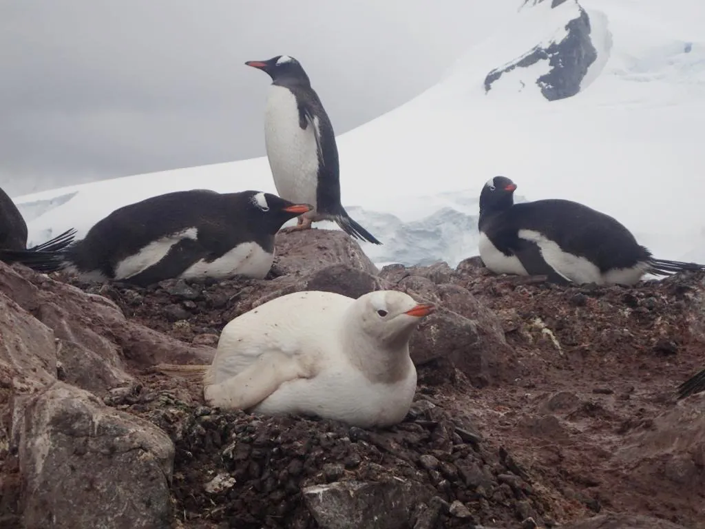 white penguin in antarctica