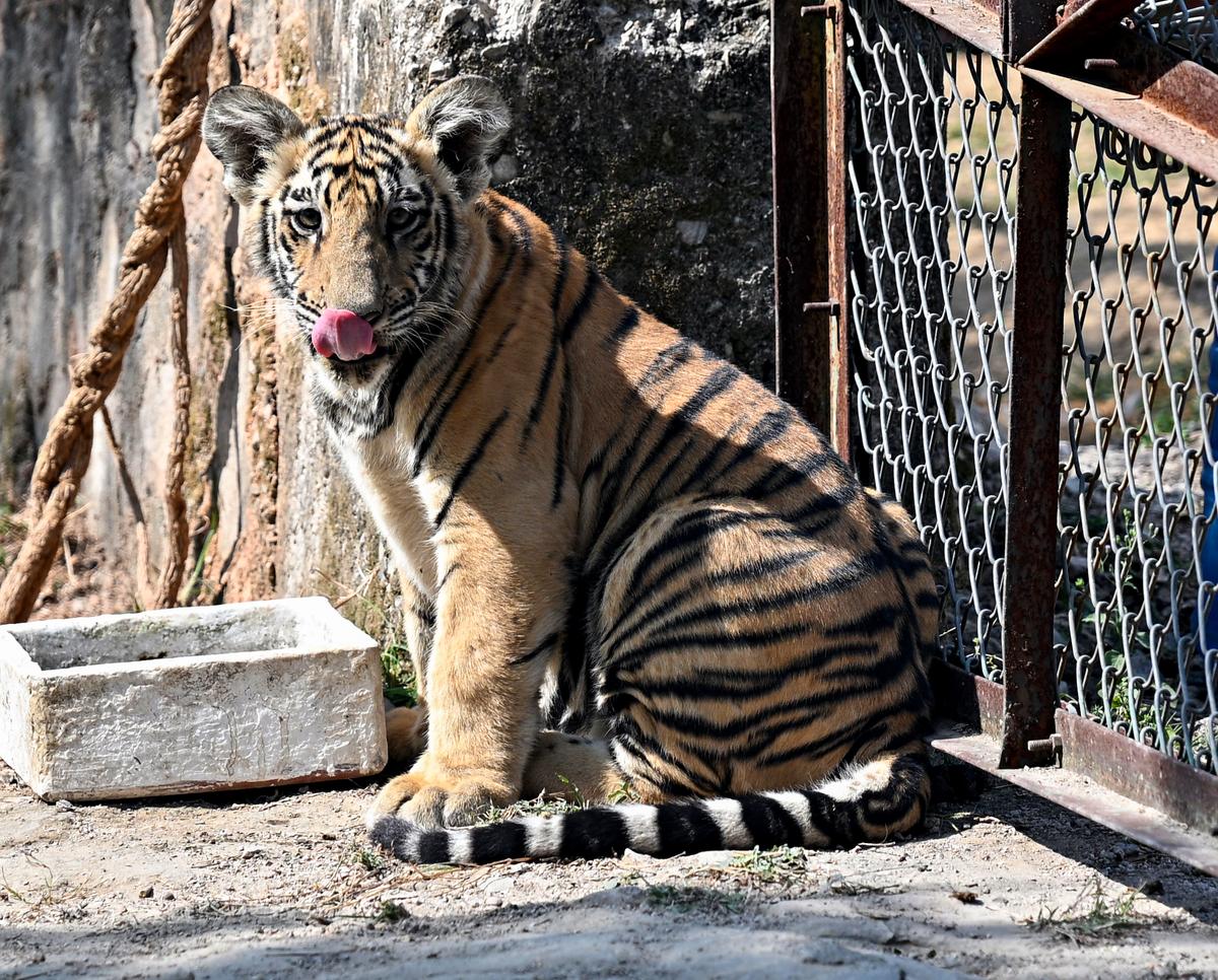  12-year-old tiger 