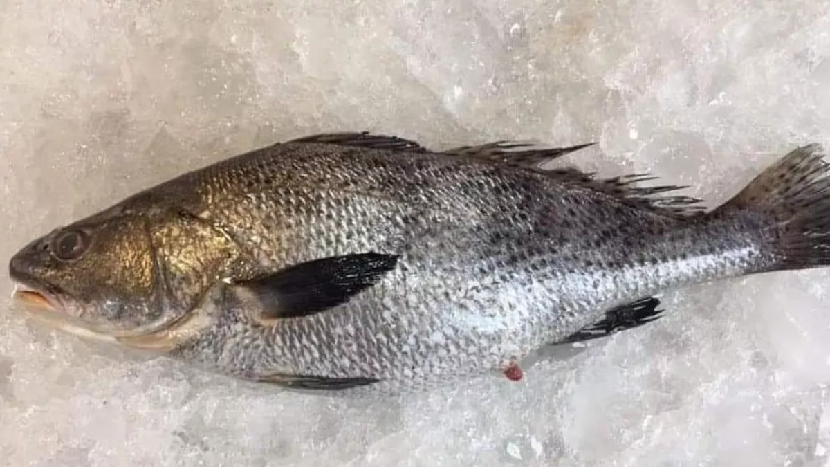 Image: Ghol fish declared as state fish of Gujarat, costs around 5 lakhs