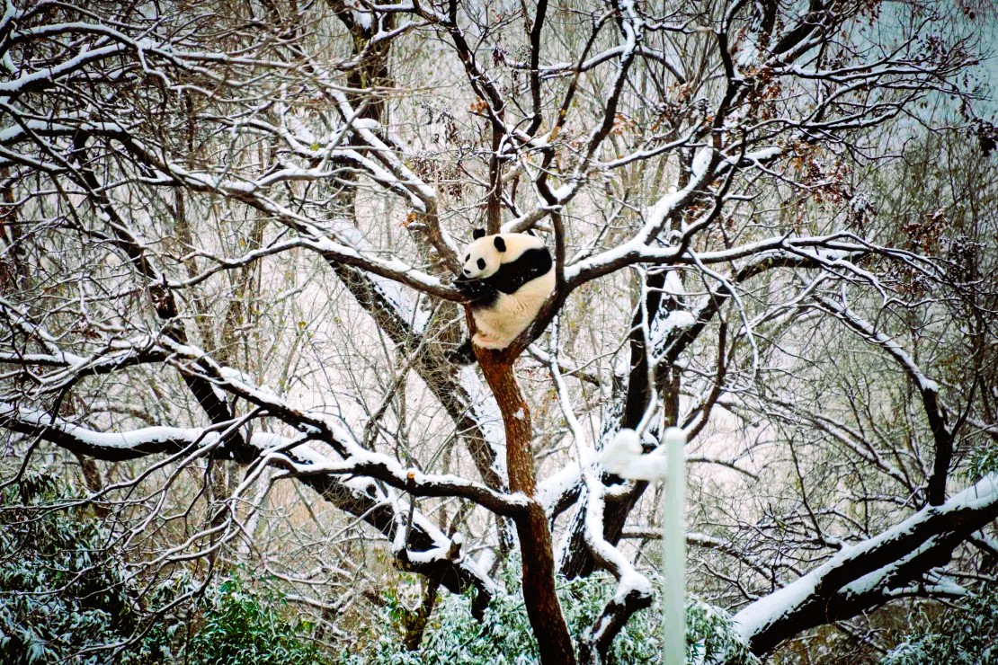 beijing china panda in the snow