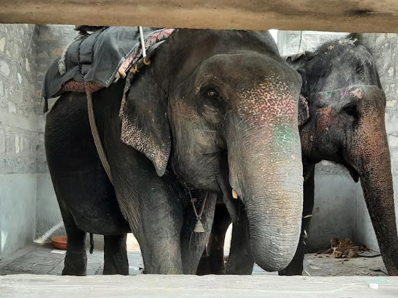 photo: Elephants at Haathi Gaon in Jaipur 