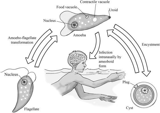 19 Dead in 9 Months: Kerala Battles Deadly ‘Brain-Eating Amoeba’ Outbreak