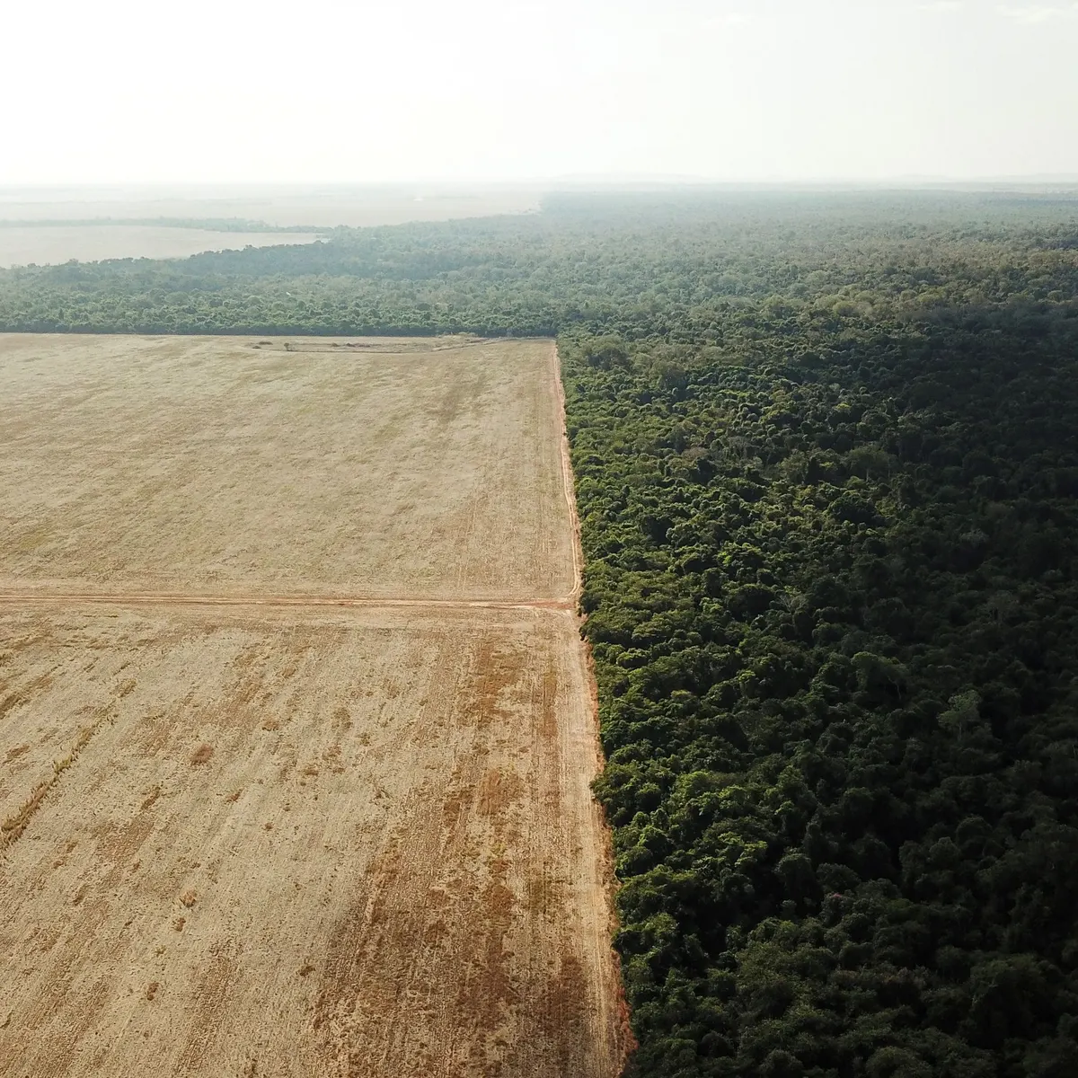 Amazon deforestation