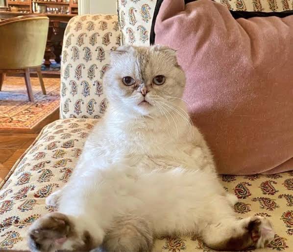 Taylor Swift’s cat- Olivia Benson 