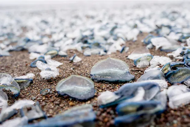 blue, mysterious 'alien-like' creatures in millions blanket us west coast beaches