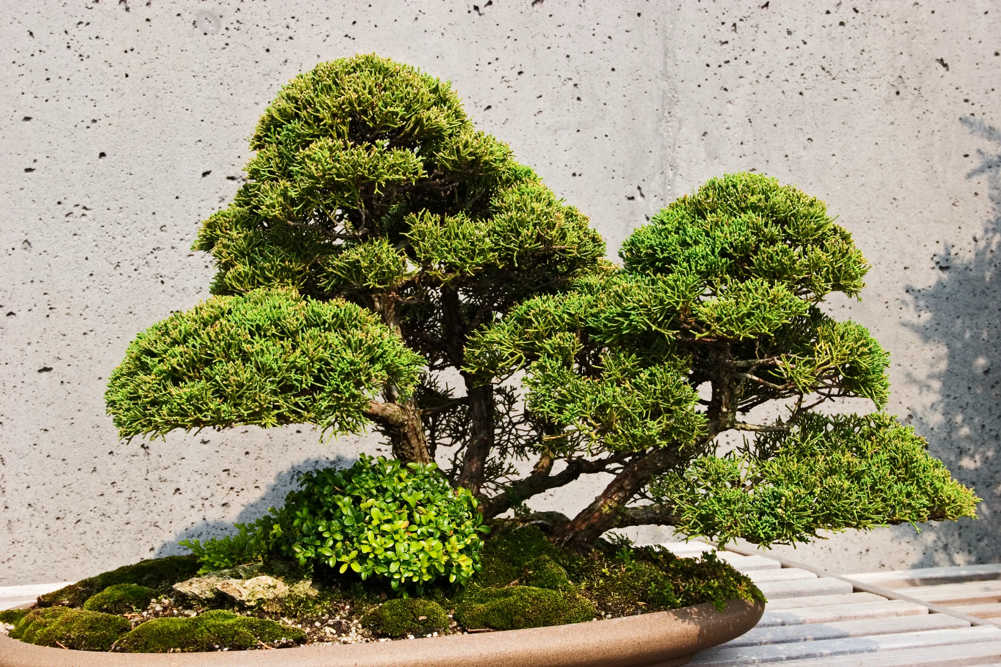 bonsai