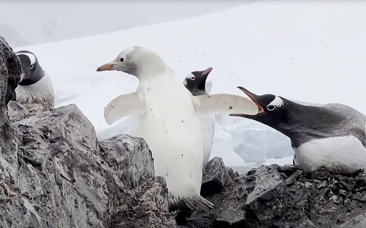 white penguin in antarctica