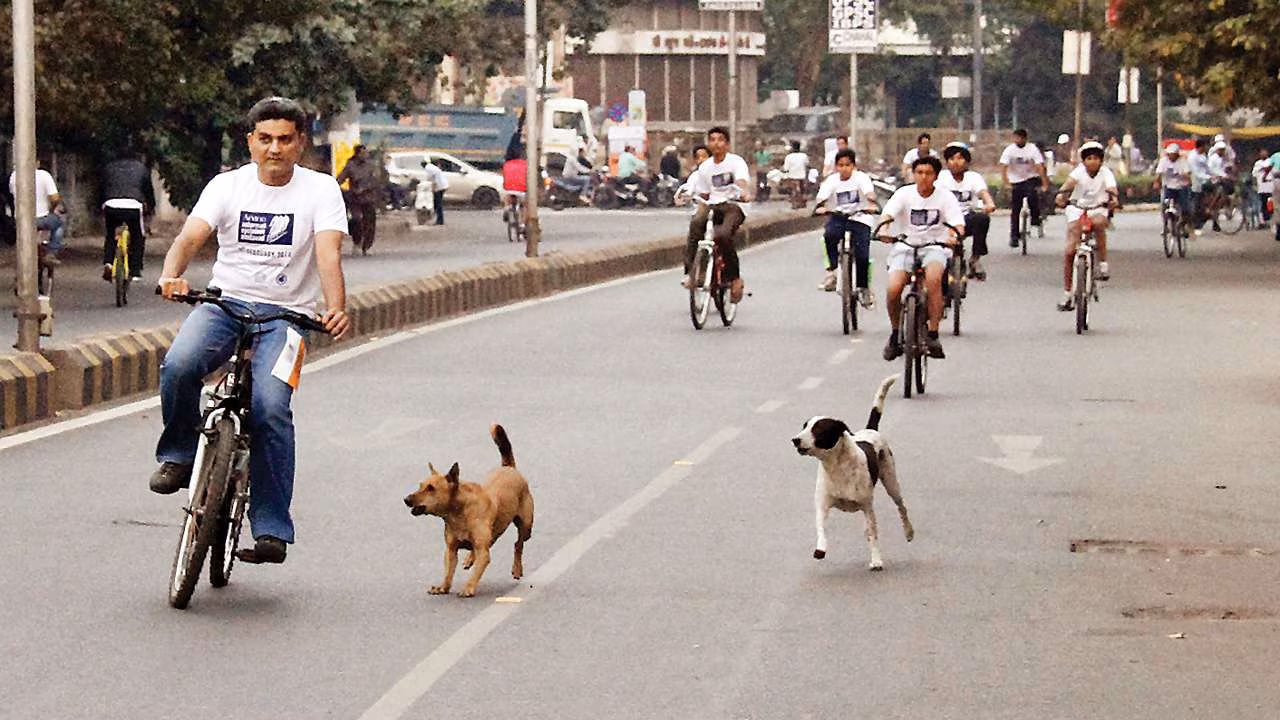  India’s Stray Crisis