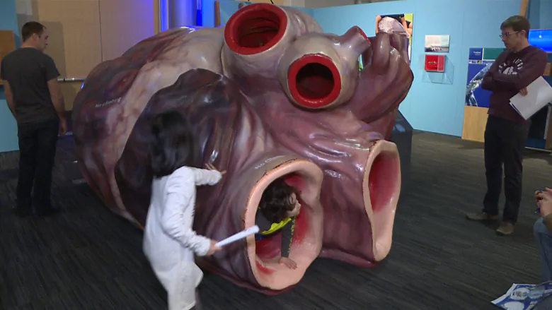 Blue whale heart 