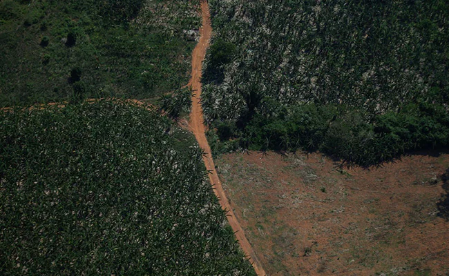 Deforestation in Brazil’s amazon rainforest