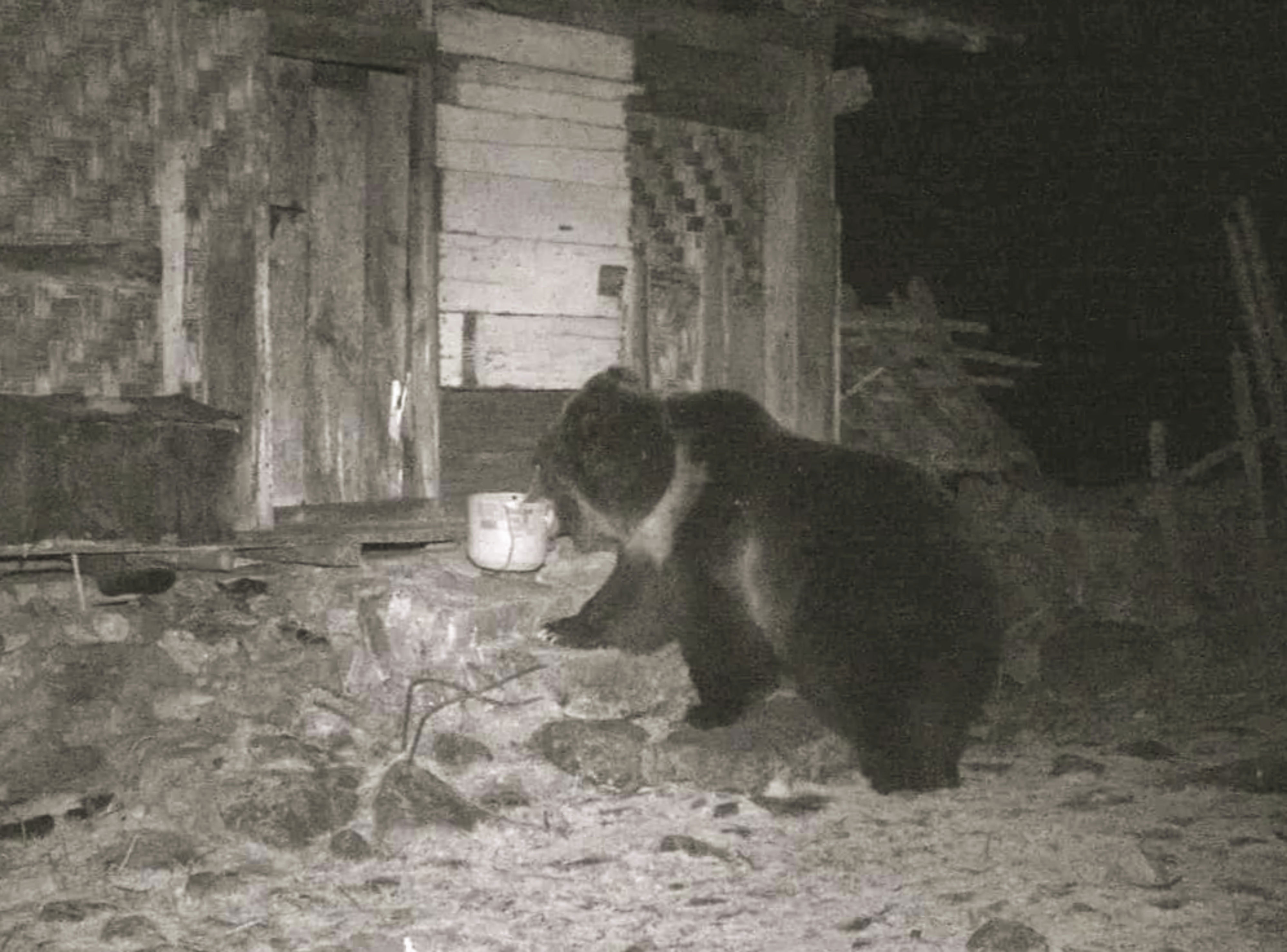 Tibetan Brown Bear