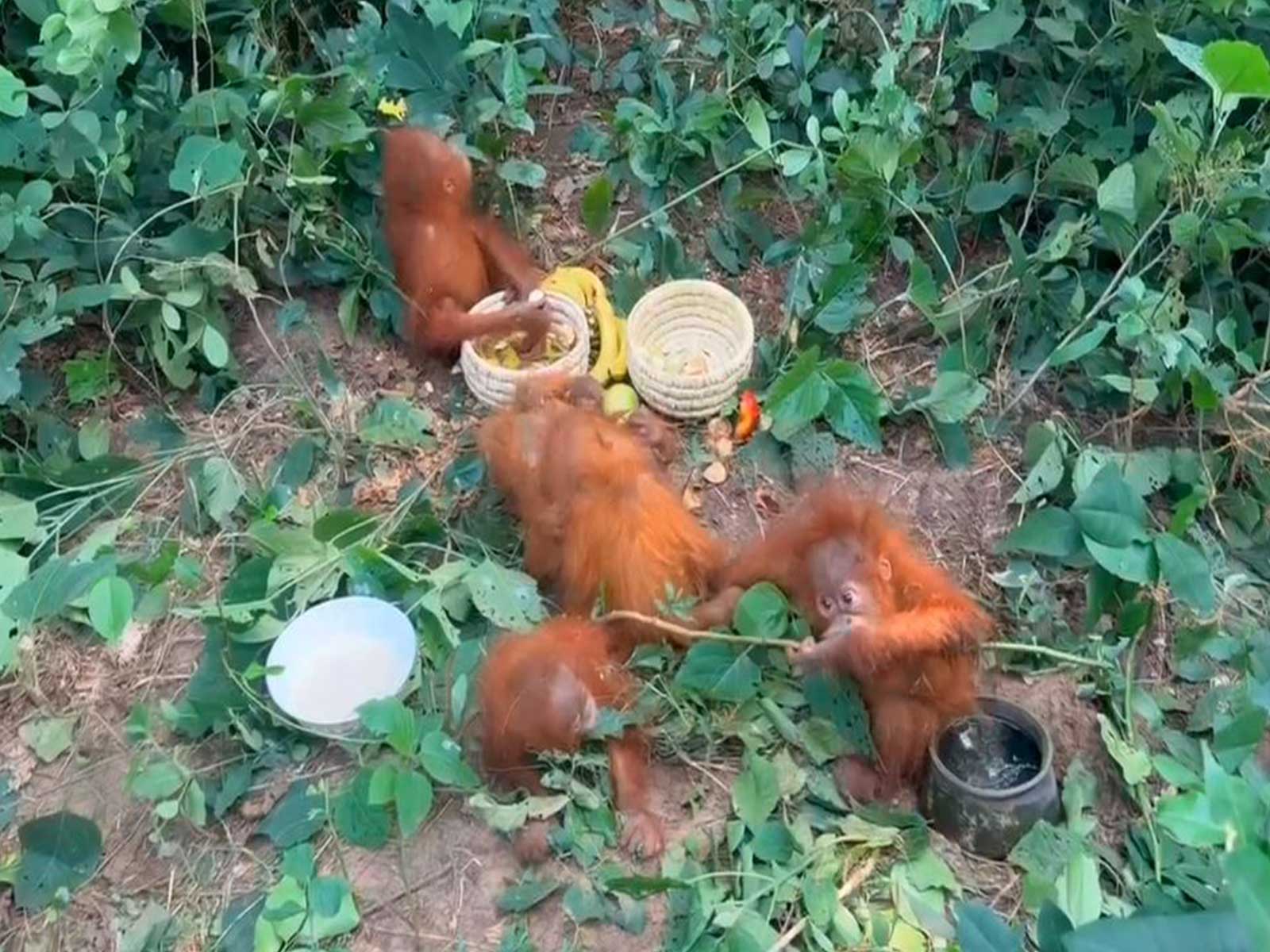Five Baby Orangutans Found in Odisha Forest