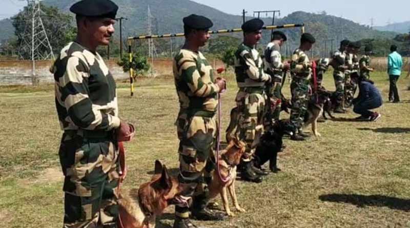 BSF dog gets pregnant 