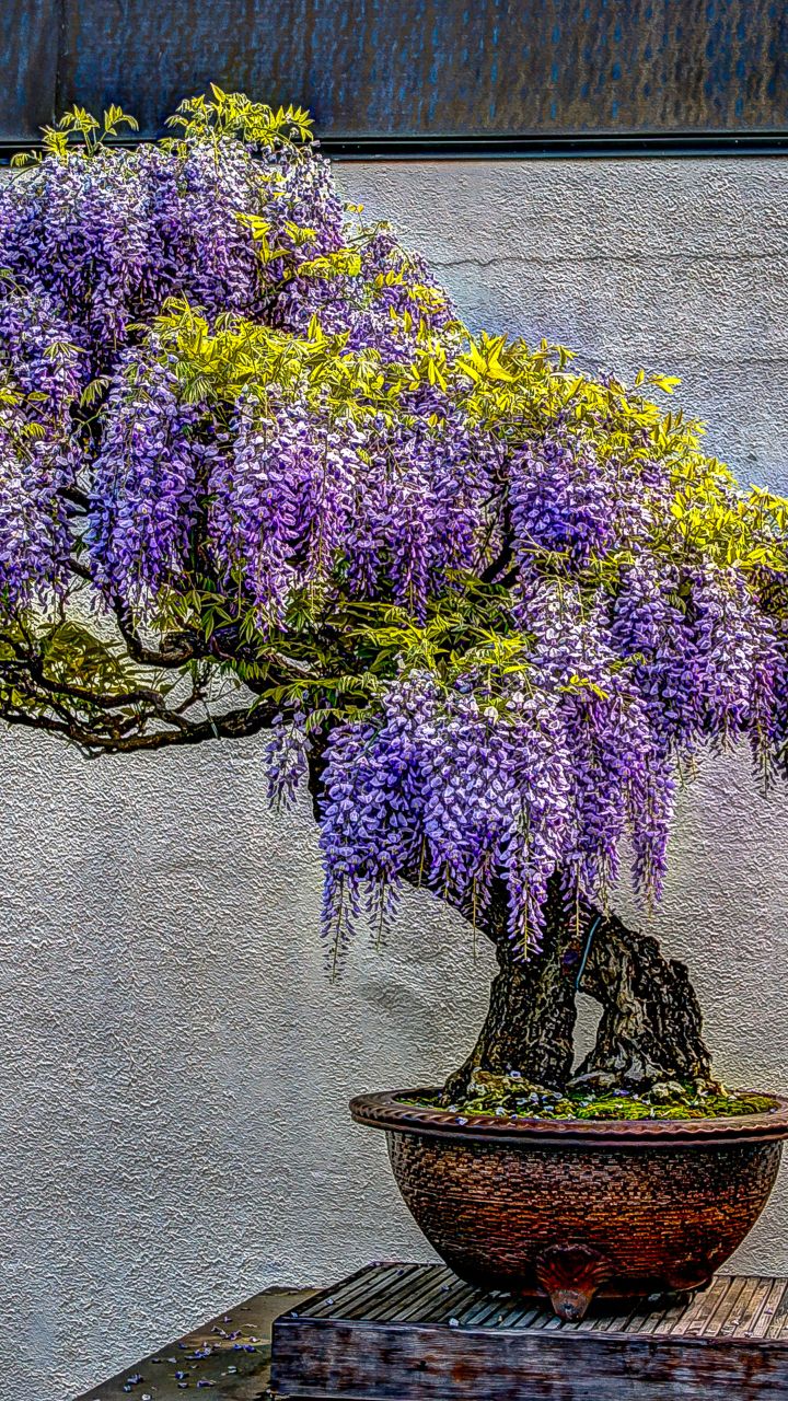 bonsai trees