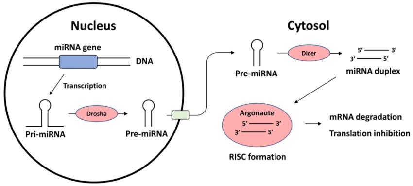 microRNA 