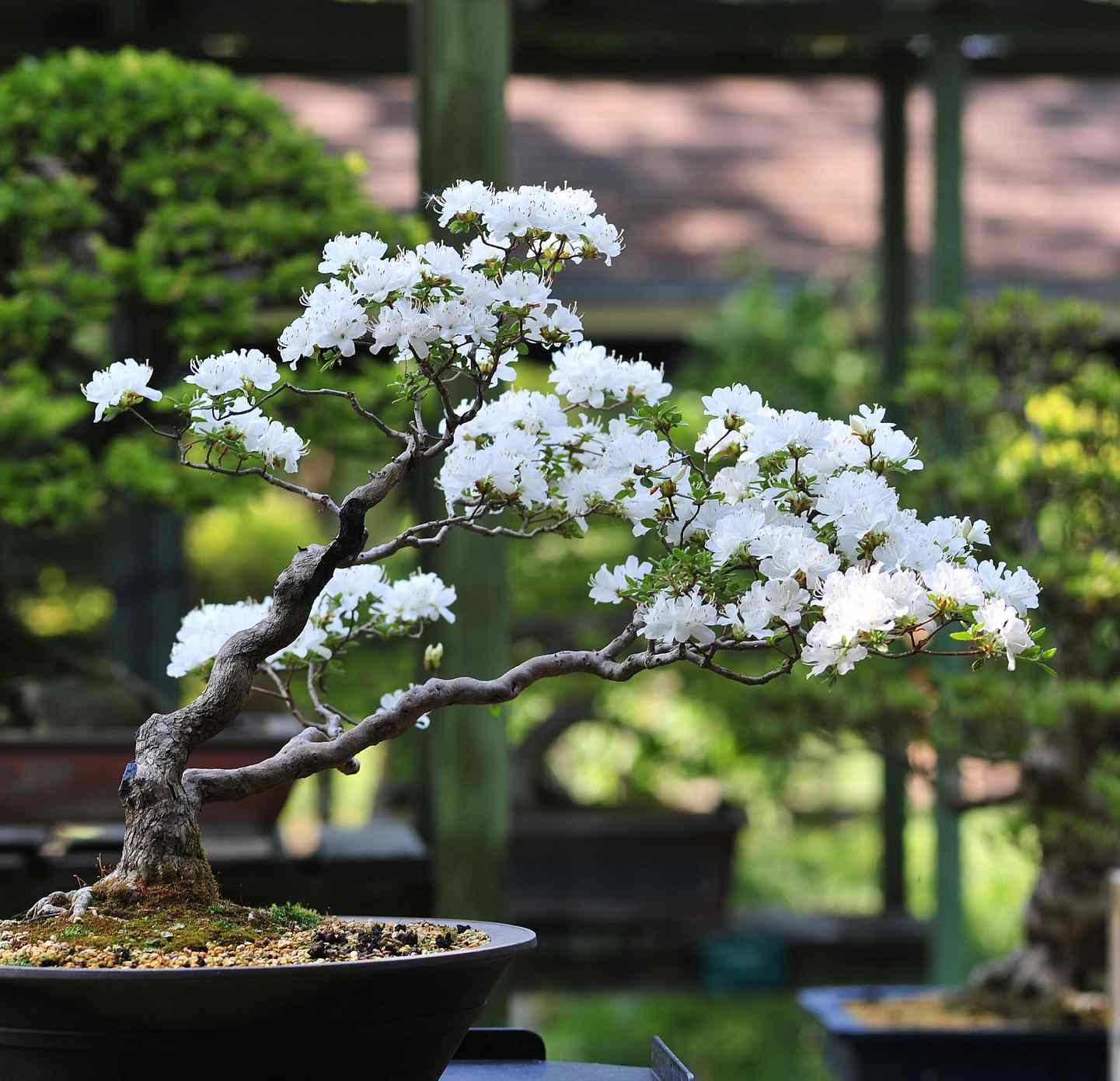 bonsai trees