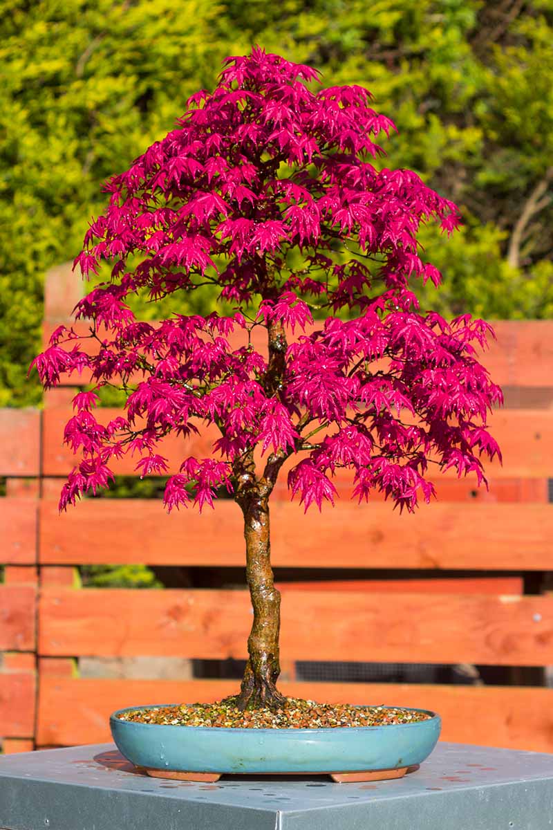 bonsai trees