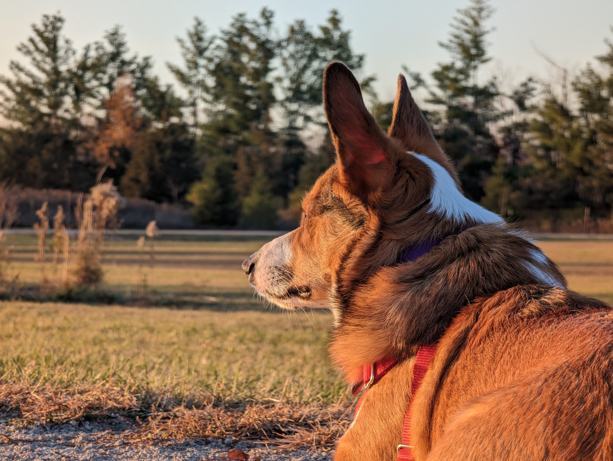 are dogs allowed in parks in india