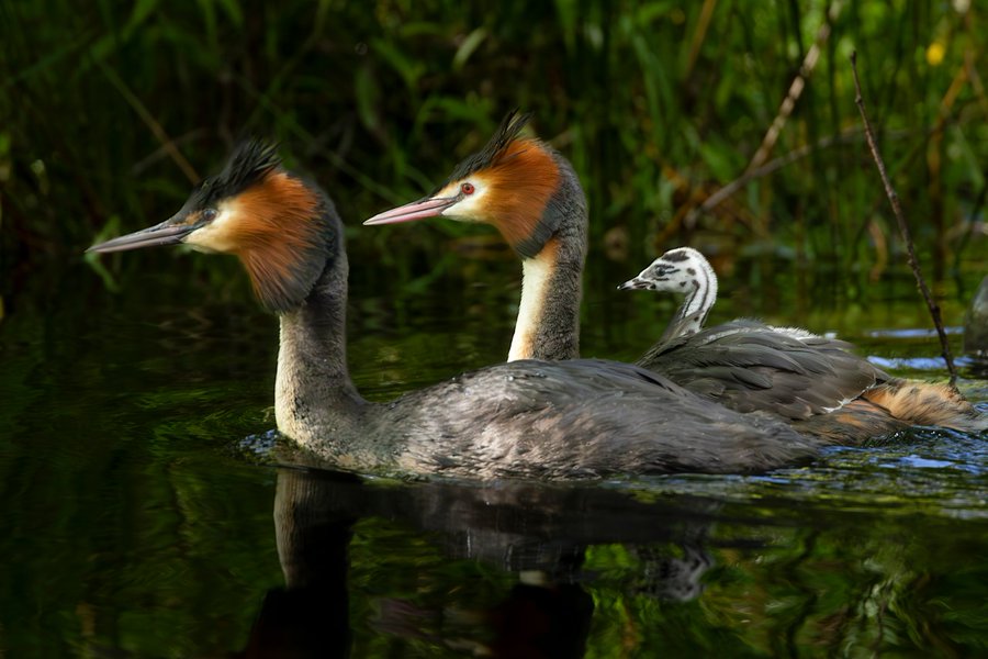 Photo: The Puteketeke- Weird puking bird wins New Zealand's bird contest