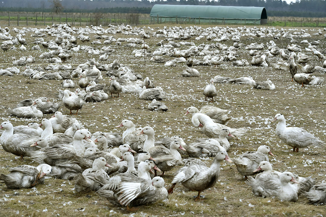 Photo: Ducks