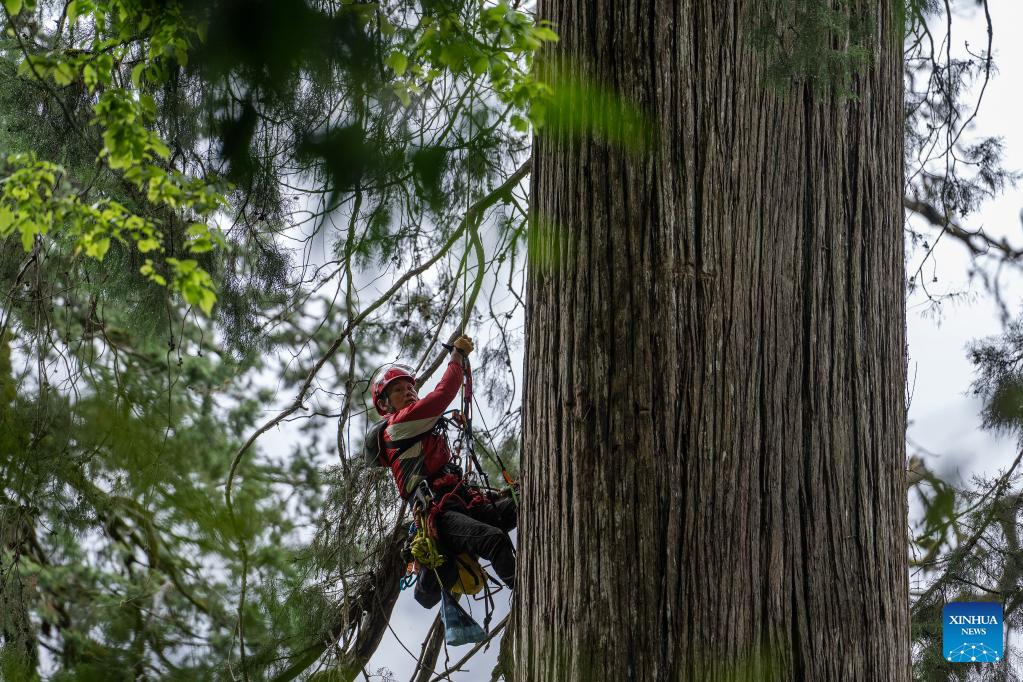 Photo: Gigantic cypress tree