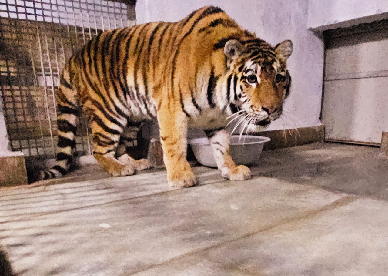 Siberian Tigers roar back to India's Darjeeling after 12-year absence