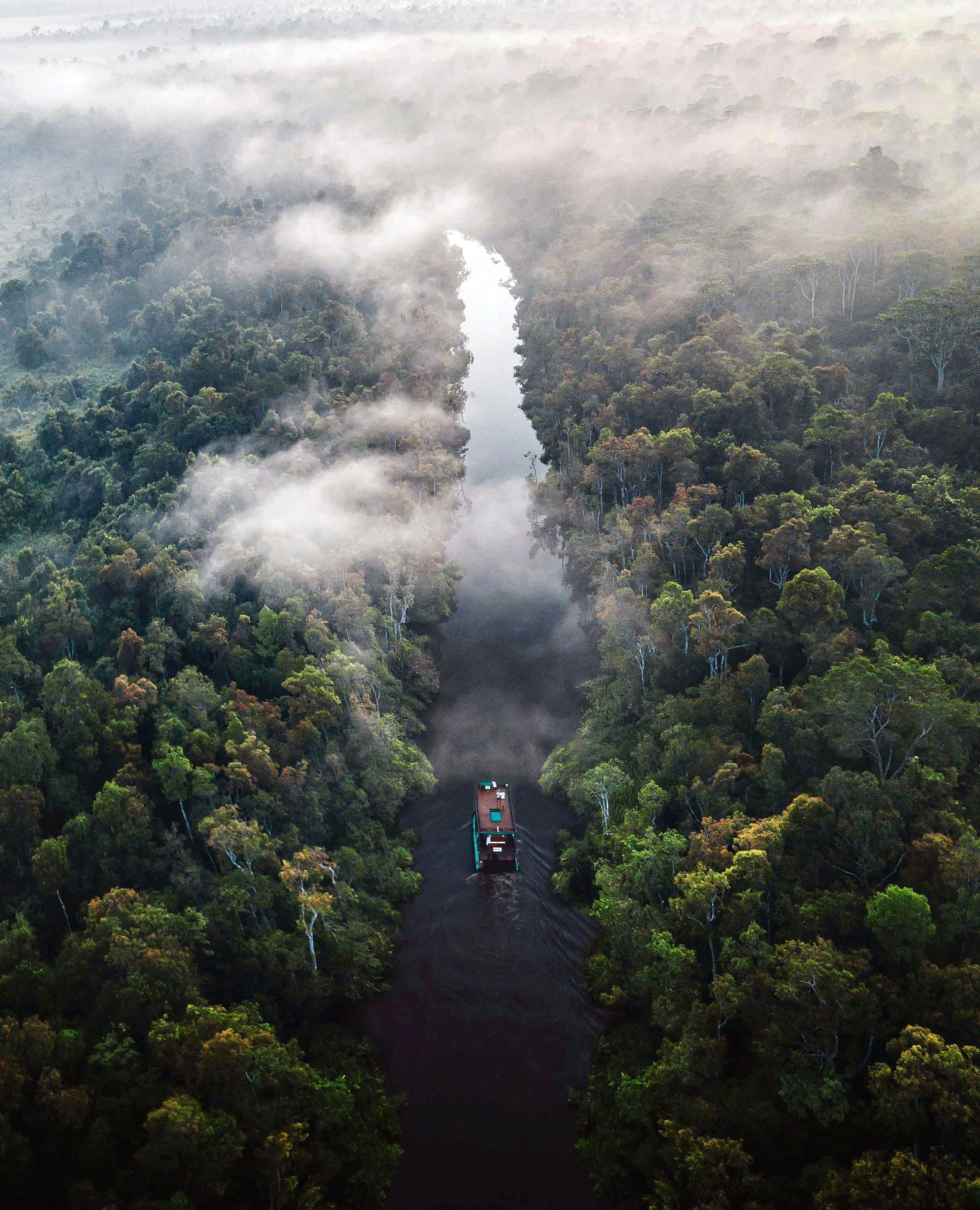  Borneo's rainforest