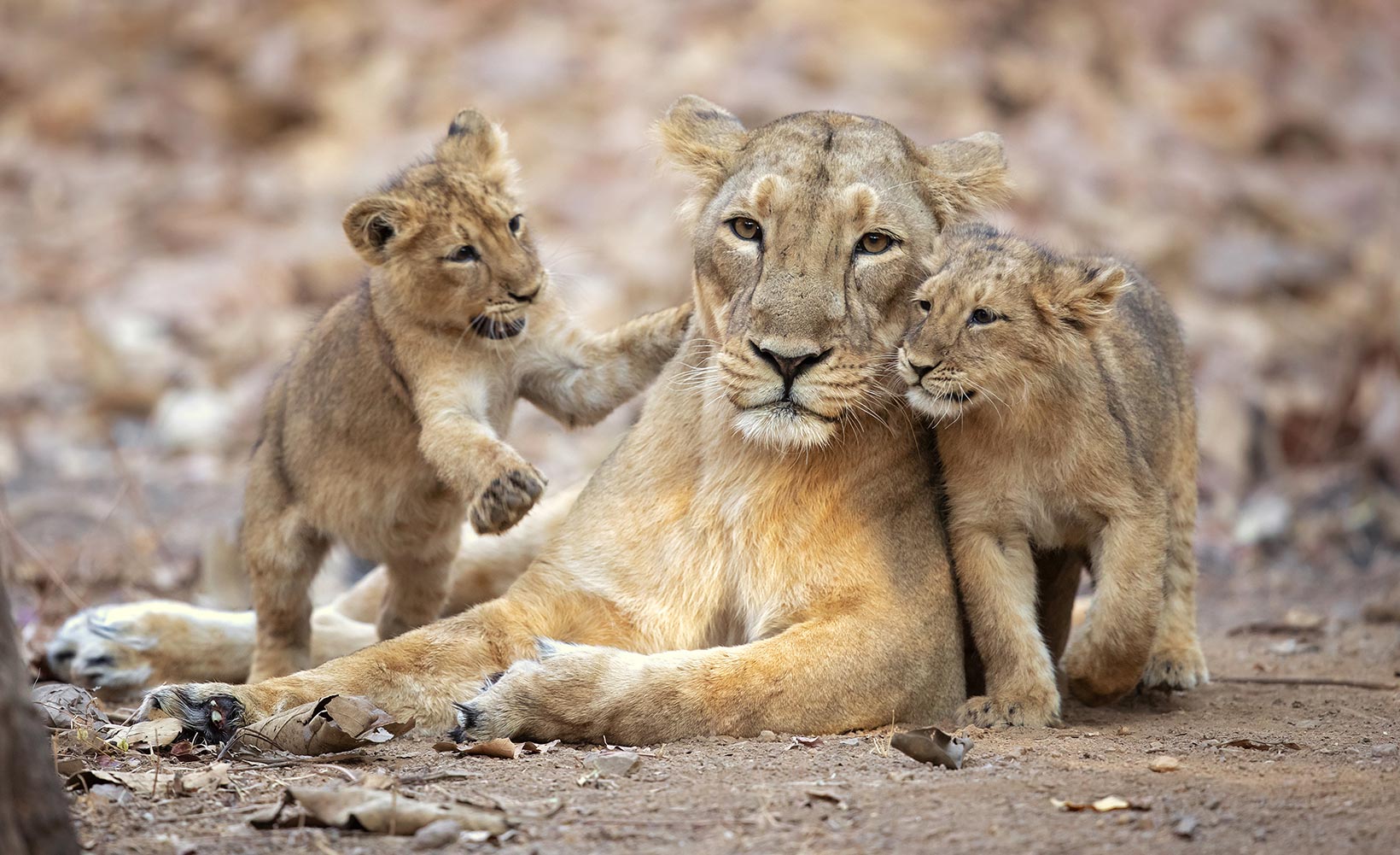 PM Modi's lion safari at Gir on world wildlife day