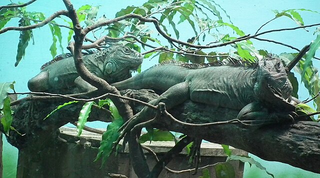 photo: green iguanas 