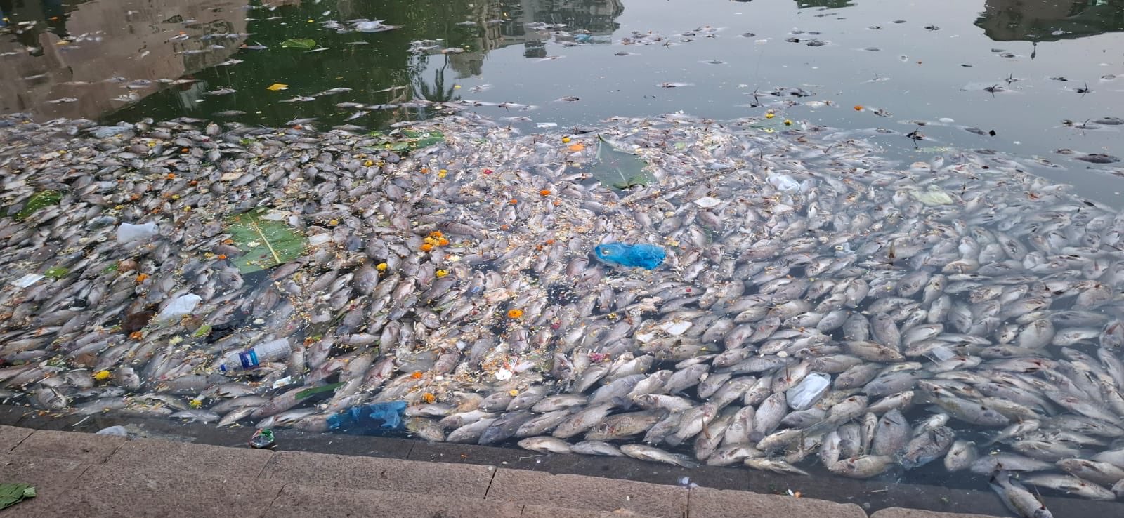 Banganga Tank Fish Deaths