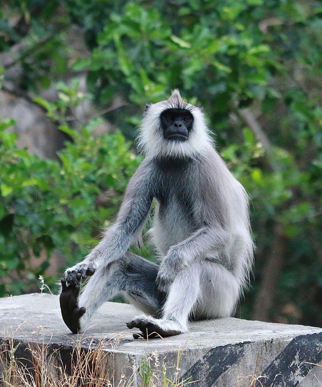 photo: Hanuman langur