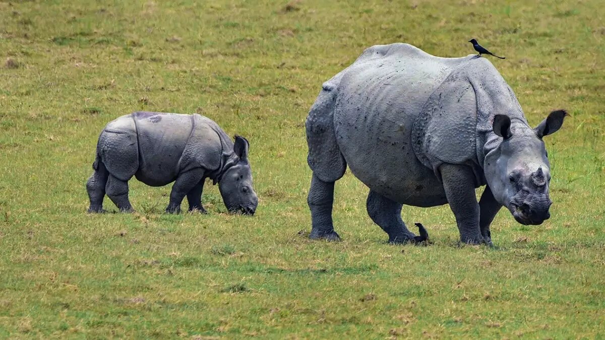 Assam Wildlife Sanctuary welcomes Rhinos after 40 years