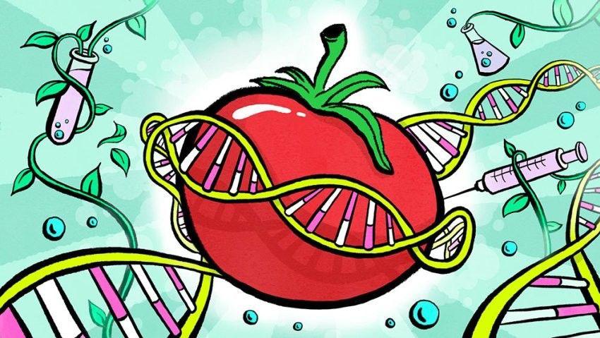 GMOs tomato